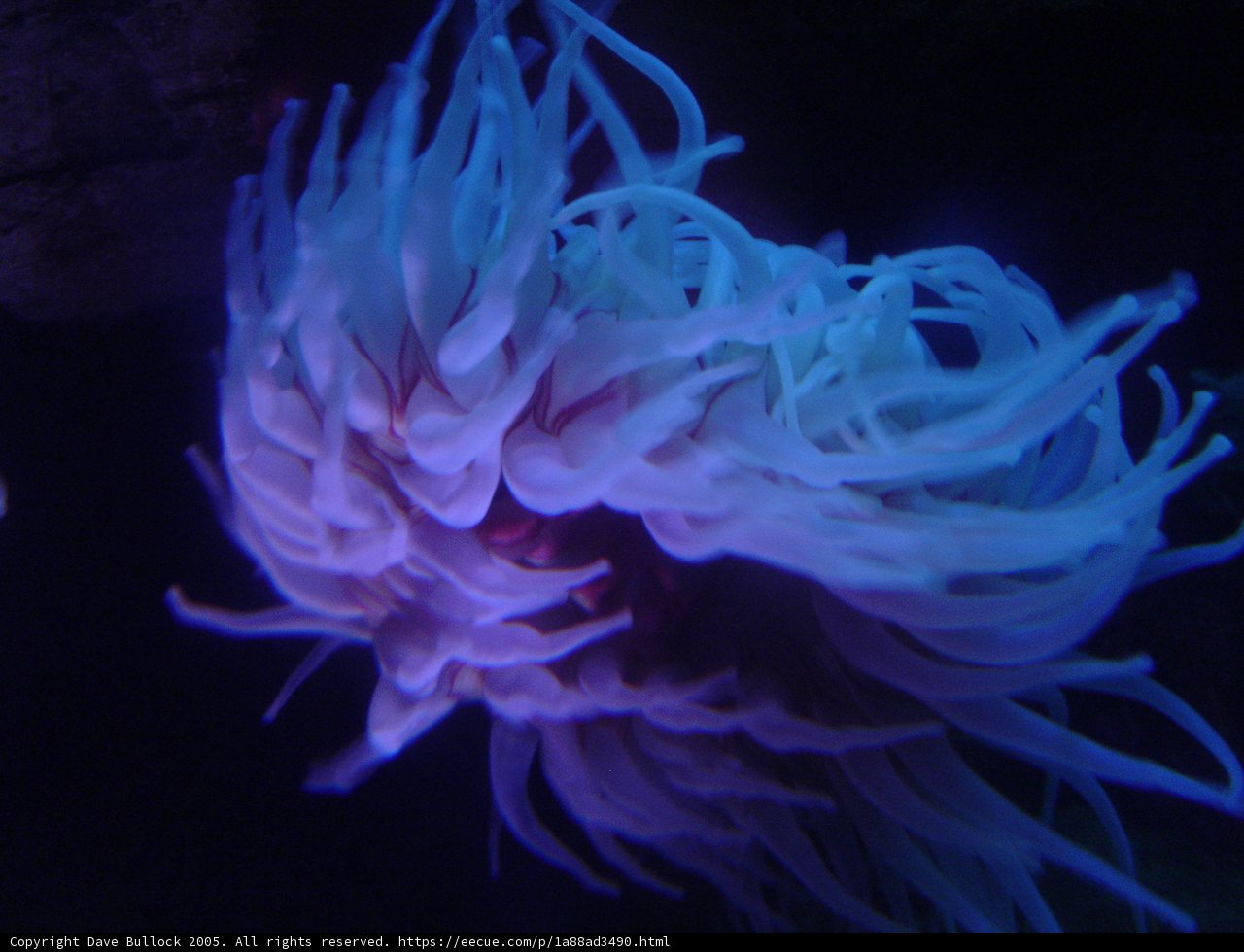 Purple Sea Anemone