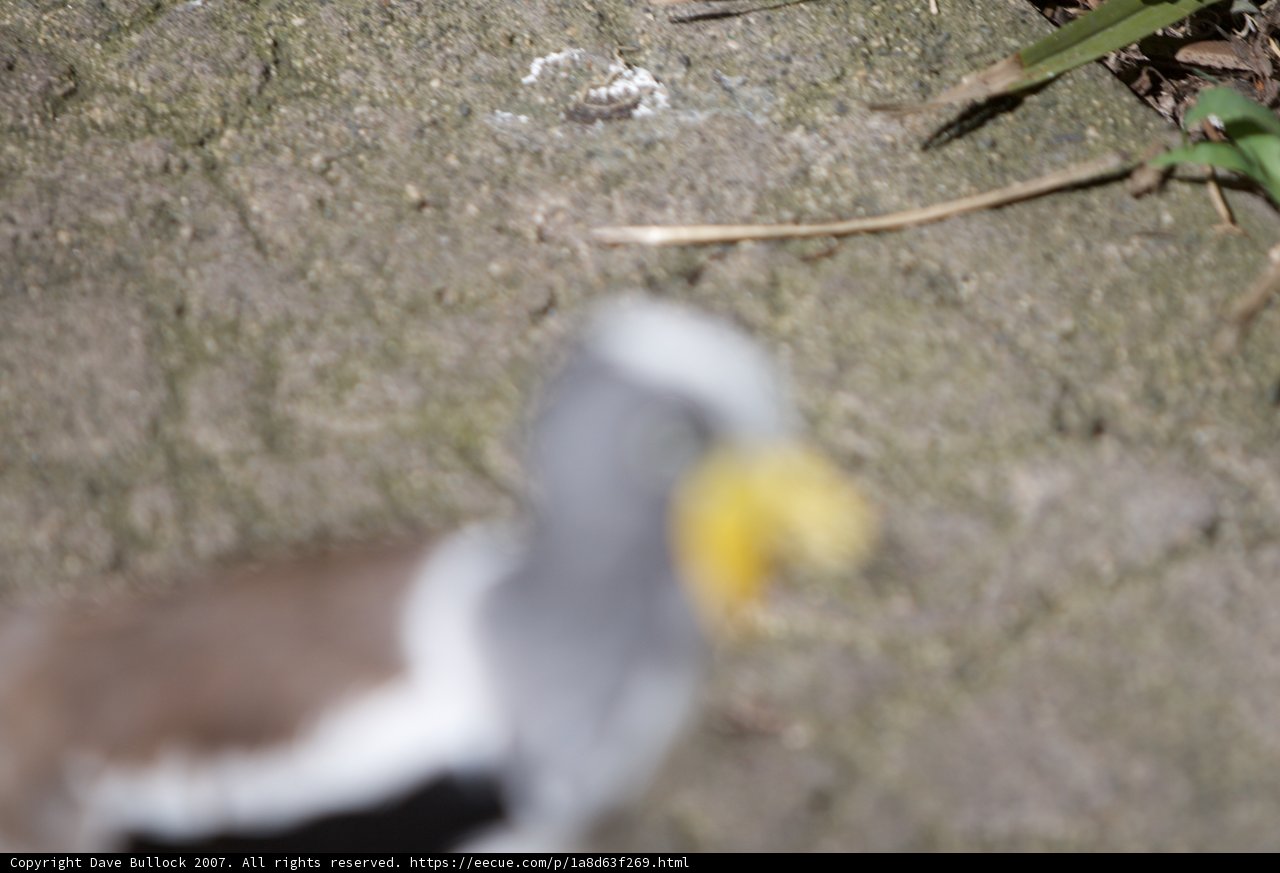 Vibrant Beak of a Wild Bird