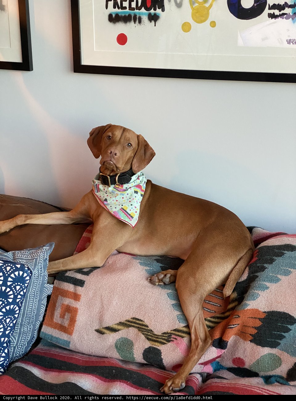 Cozy Canine Couch Time
