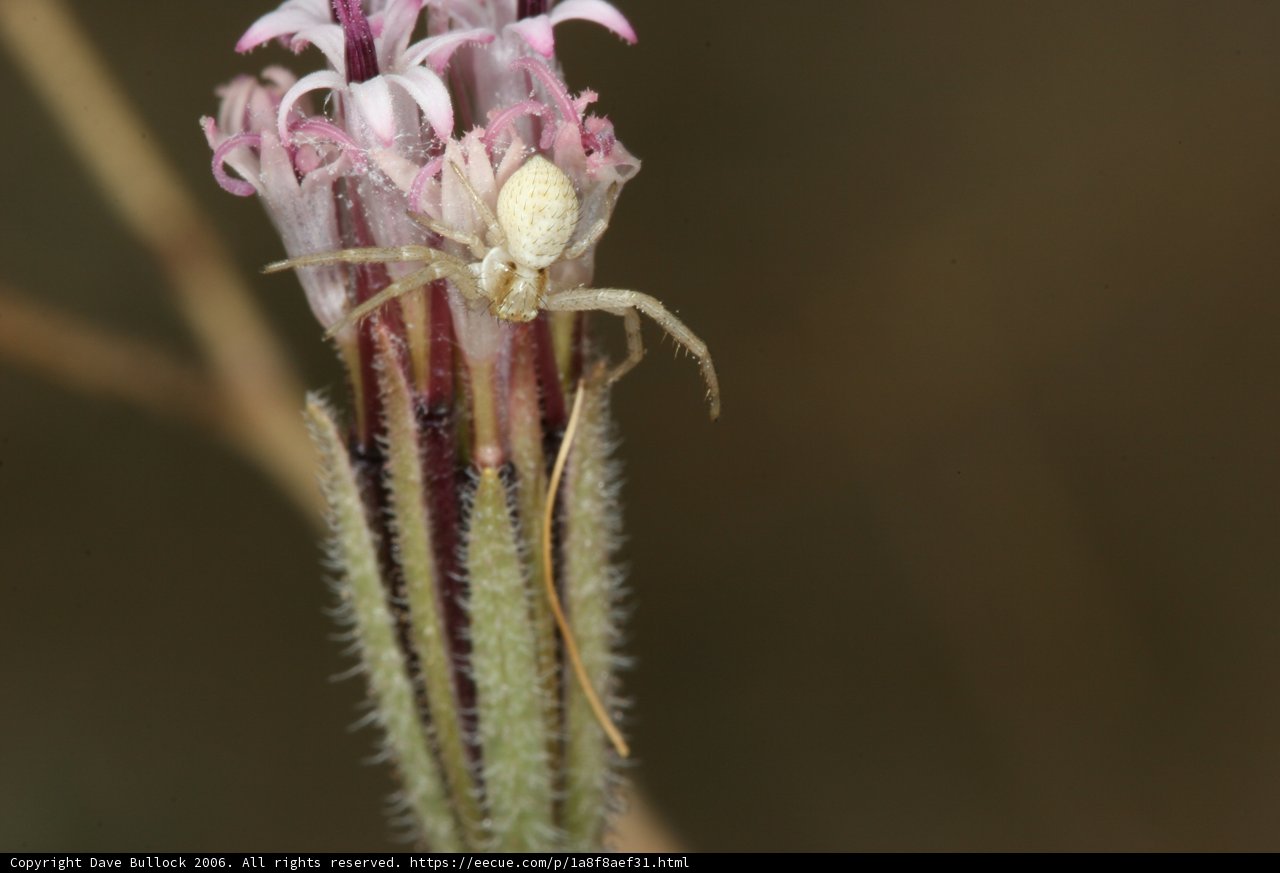 Garden Spider on Desert Flower