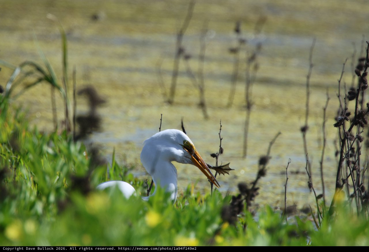 Great Egret Hunting with Caught Prey in Wetland