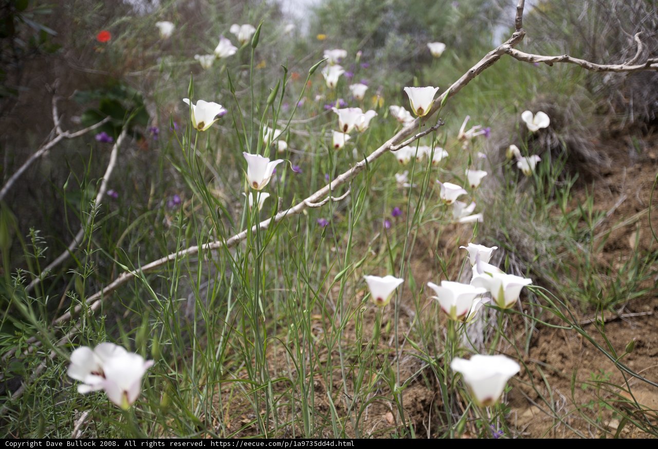 Hillside Bloom
