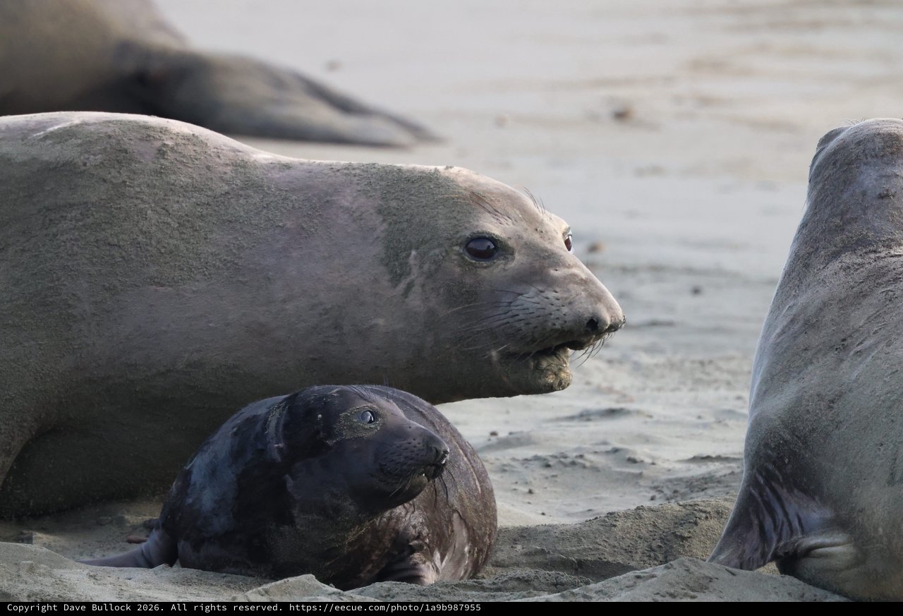 Elephant Seal Mother and Pup at Drakes Beach