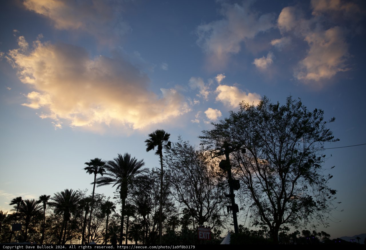 Twilight Palms: Coachella 2024