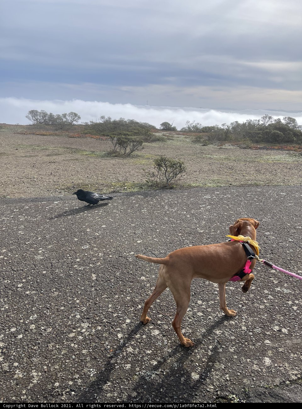 Canine Companion on a Cloudy Day