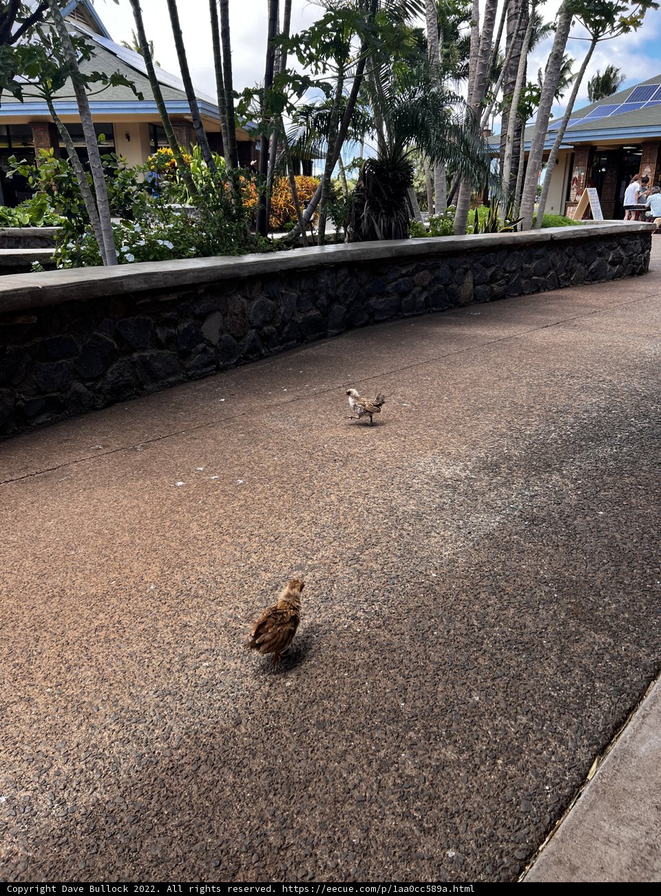 A Walk Down the Path