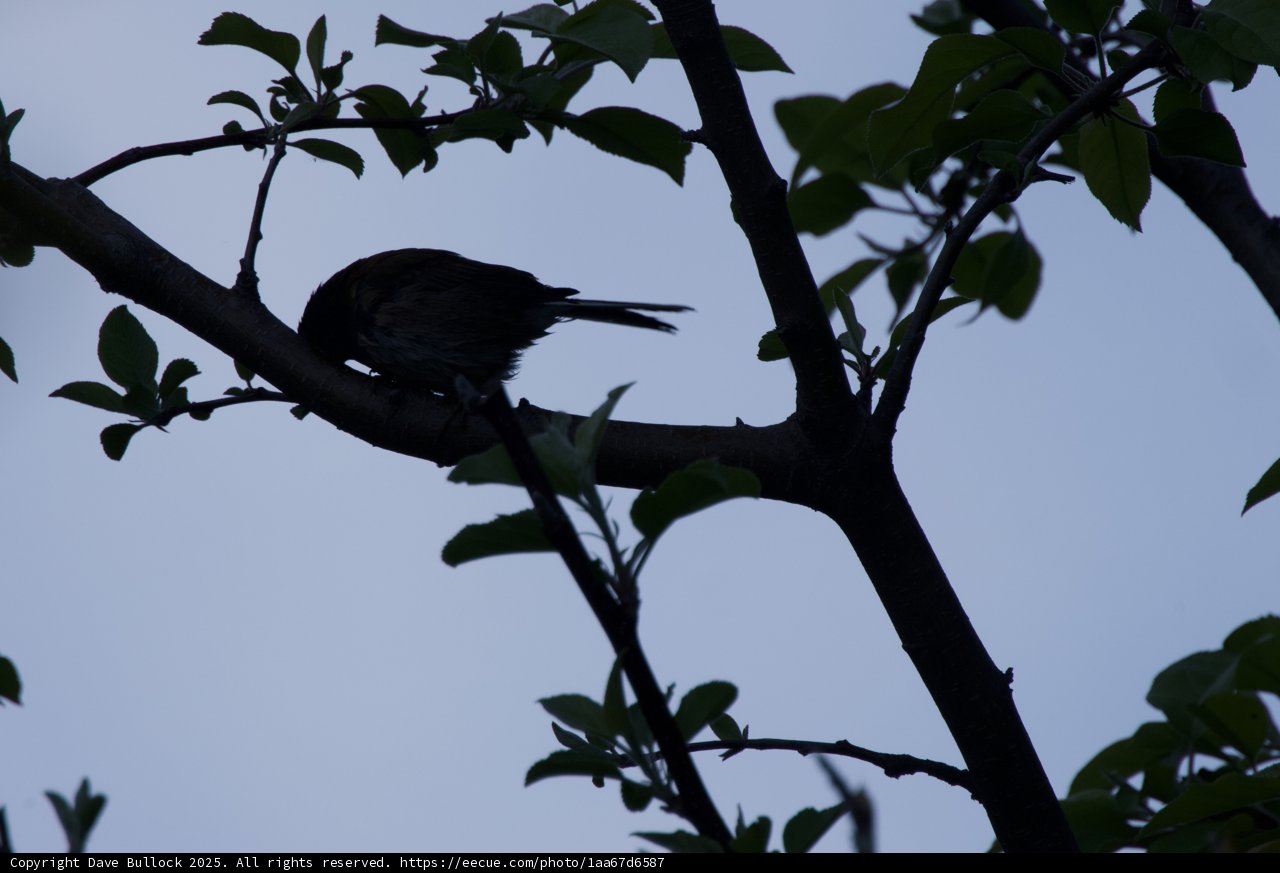 Perched Silhouette