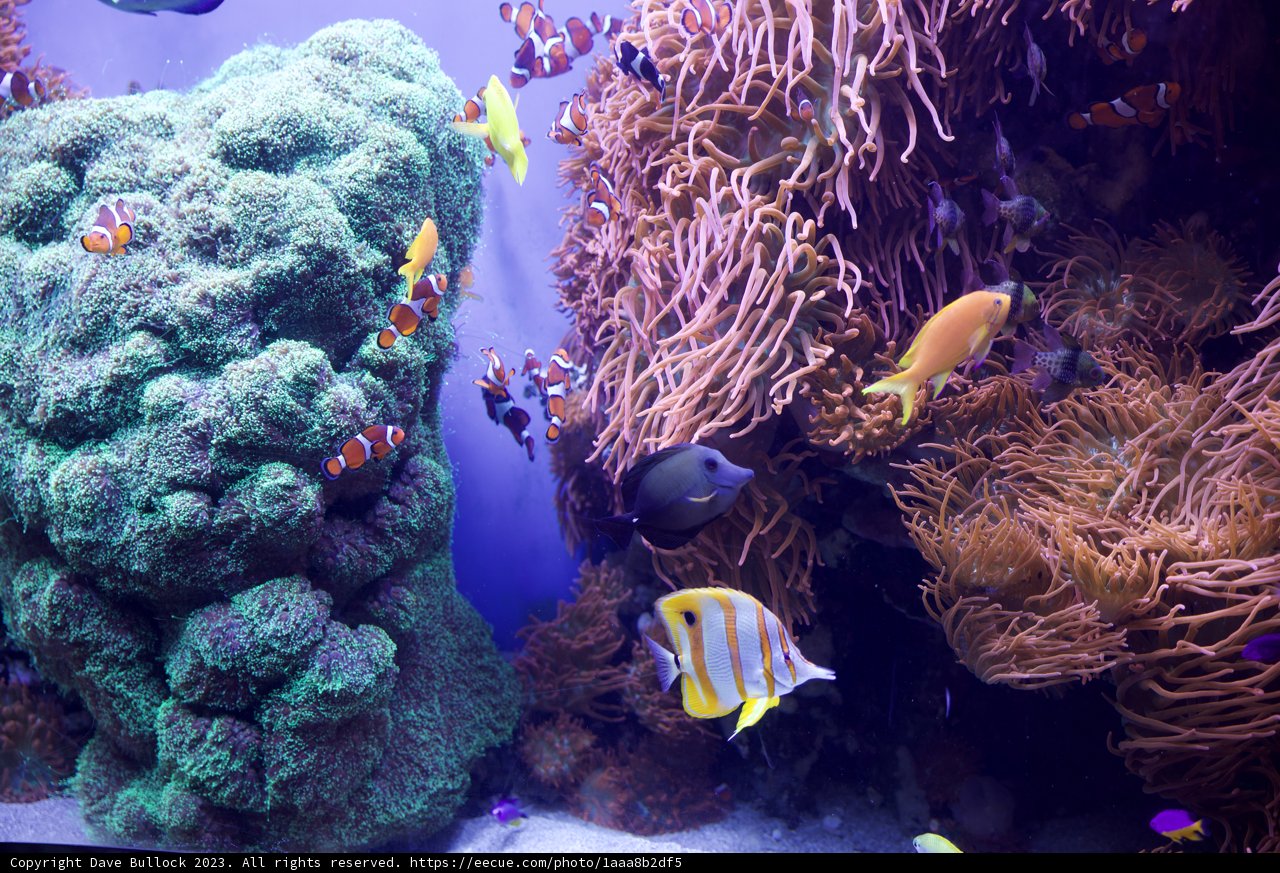 Aquatic Symphony: A Vivid Tour Through the Underwater Realm