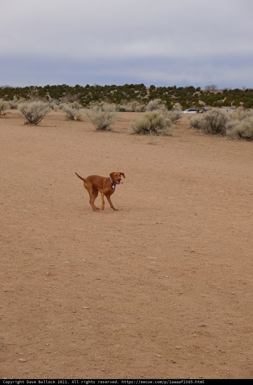 Golden Retriever enjoying a game of frisbee in the desert