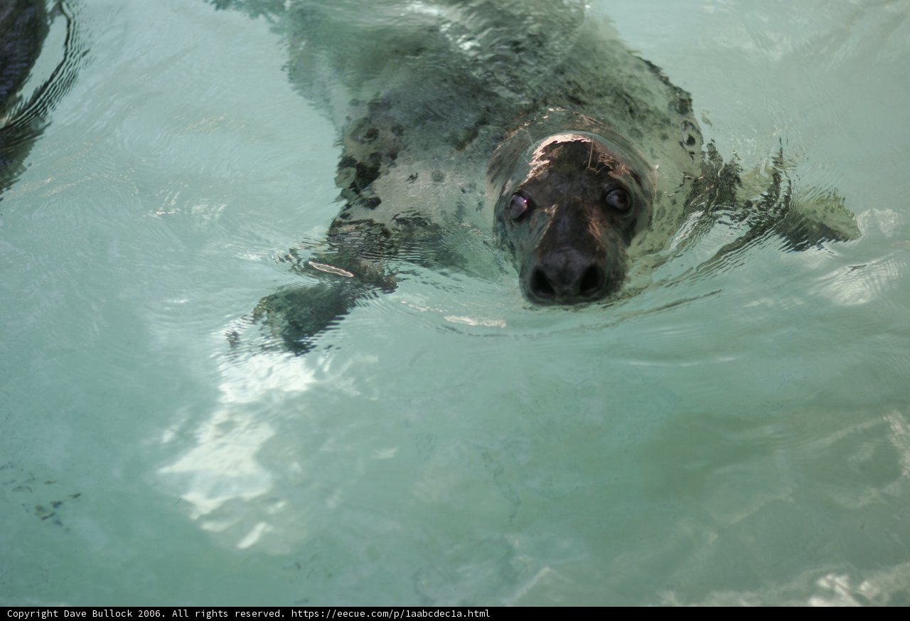 Seal's Swim