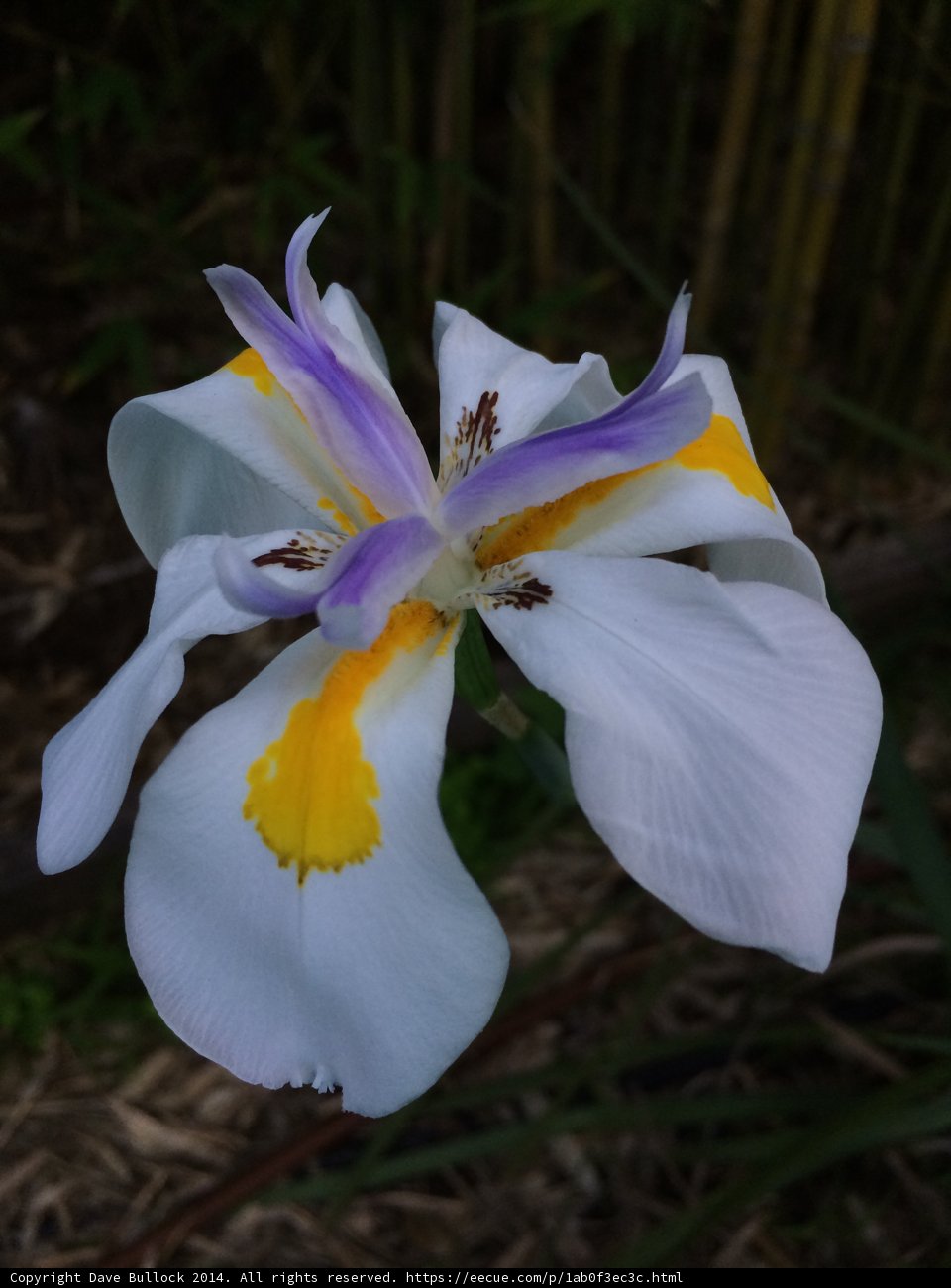 Yellow Centered Iris
