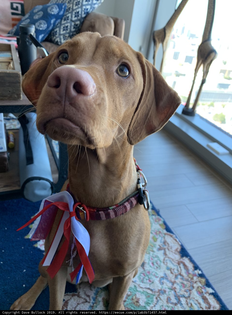 Patriotic Pup