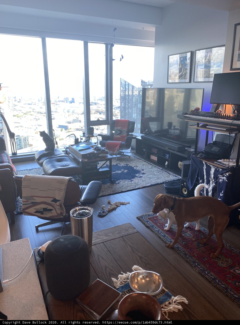 Cozy Living Room with Furry Companion