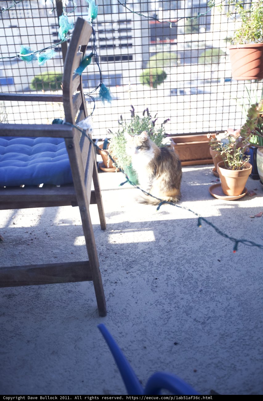 Feline Resting on a Decorated Chair