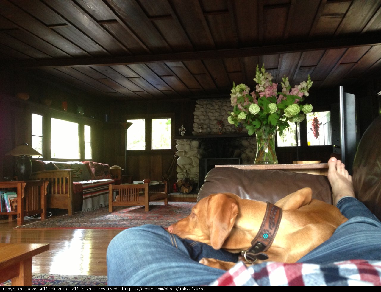 Cozy Afternoon with Man's Best Friend