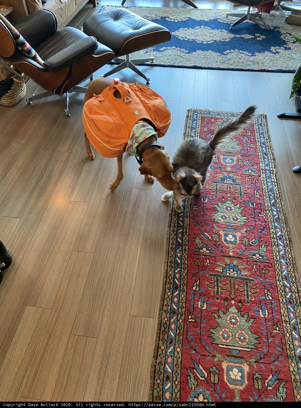 Furry Fashionista