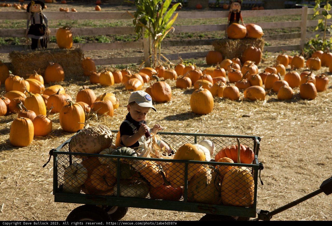 The Harvest Hustle at Metzgars' Pumpkin Patch, 2023