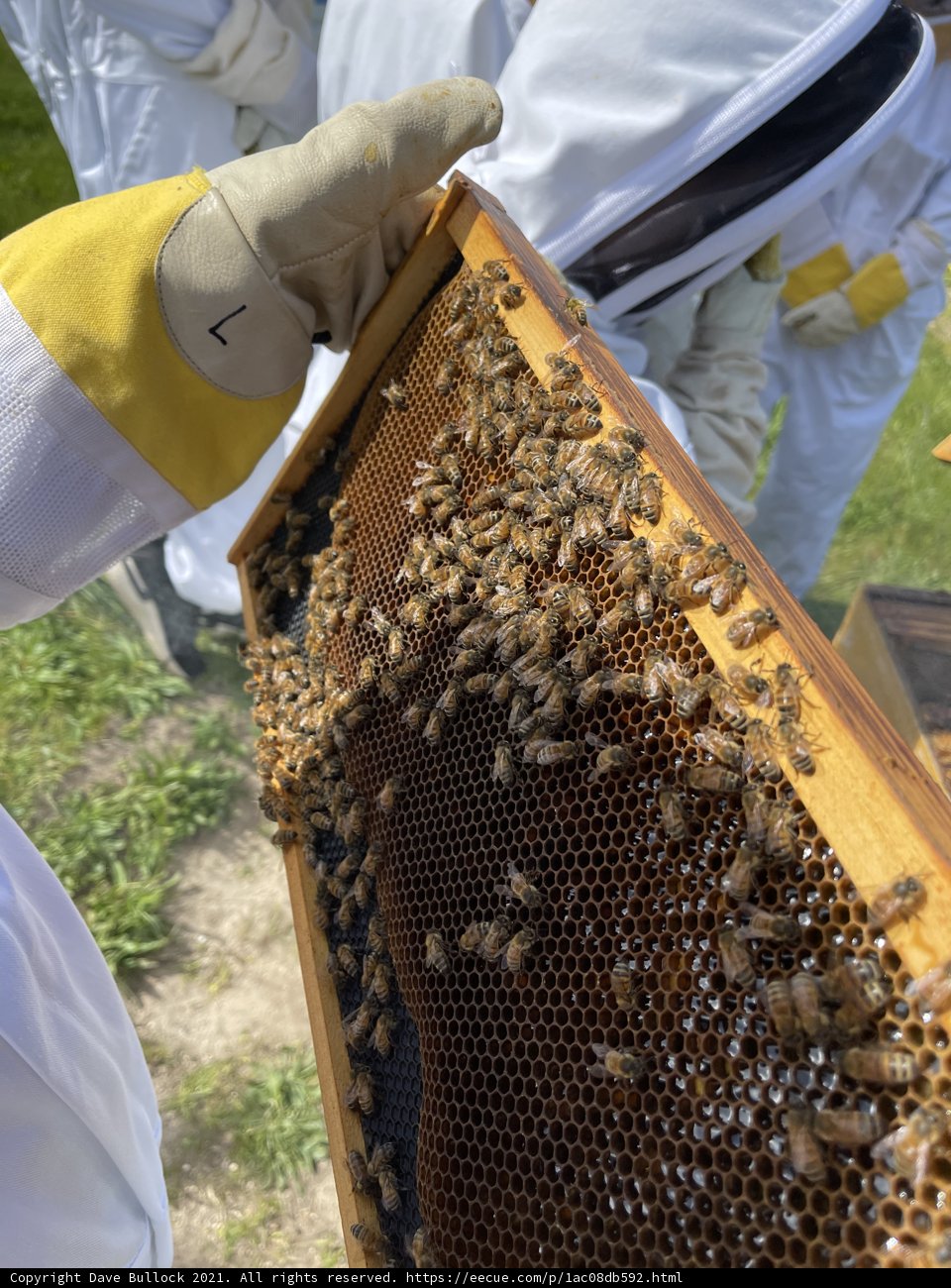 Beekeeper and his Buzzing Companions