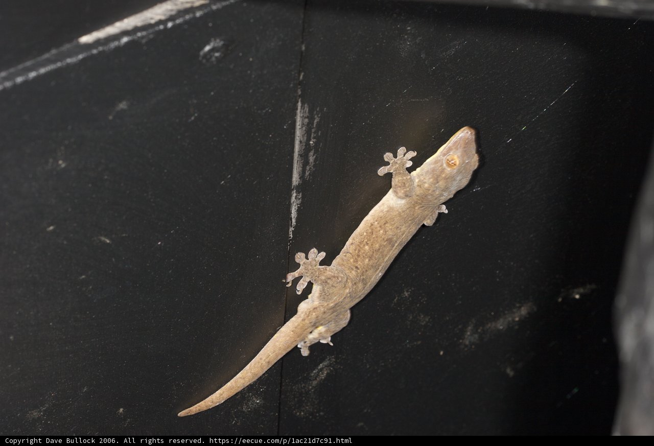 Wall-climbing Gecko
