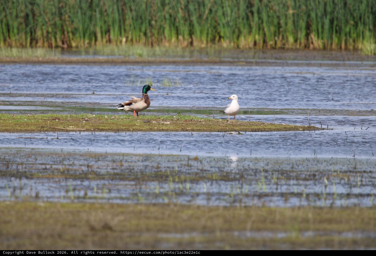 Mallard and Gull Share a Wetland Sandbar