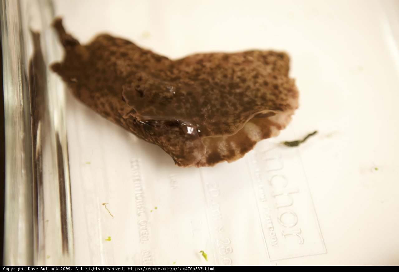 Mystery Object