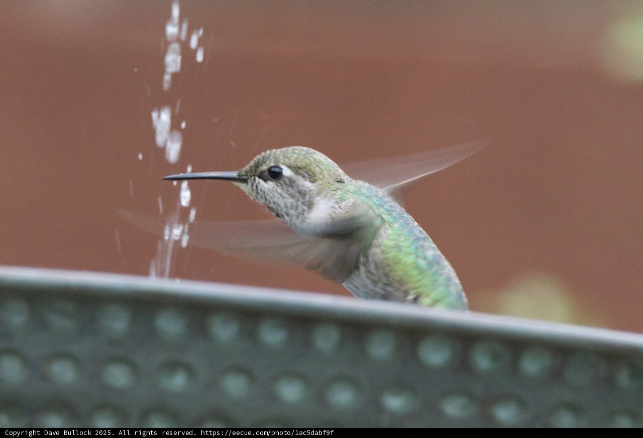 Dance of the Hummingbird