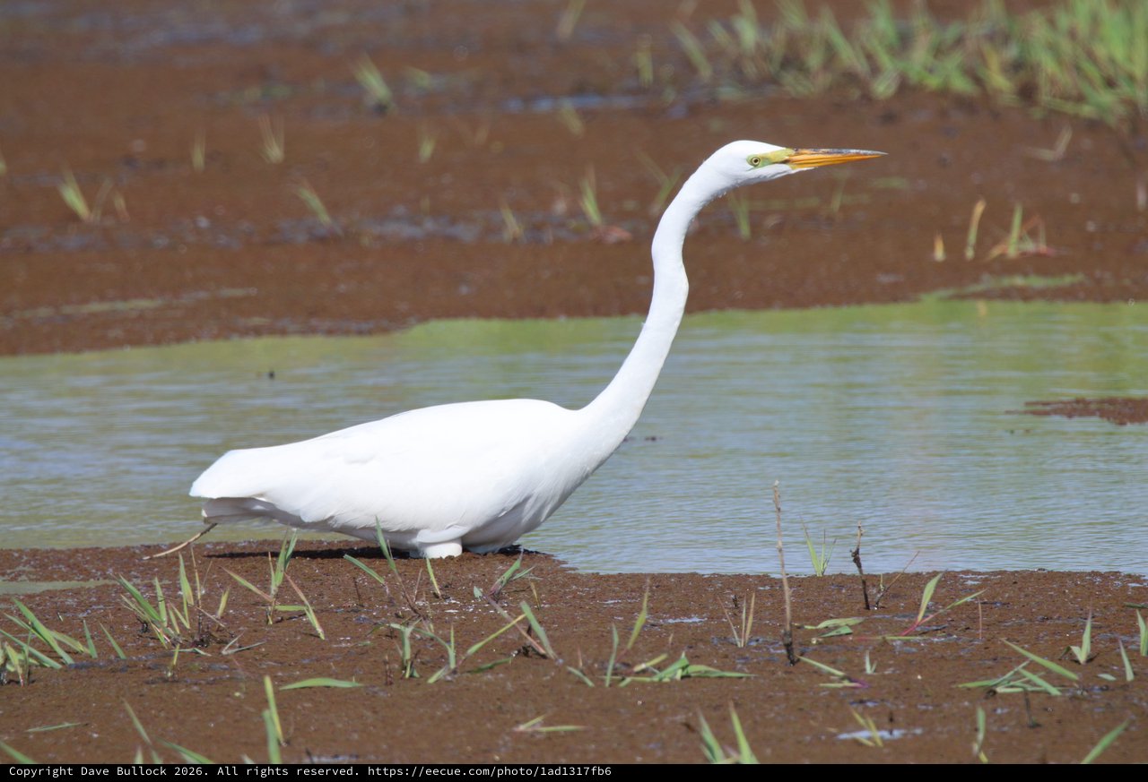 Great Egret Wading in Shallow Wetland Waters