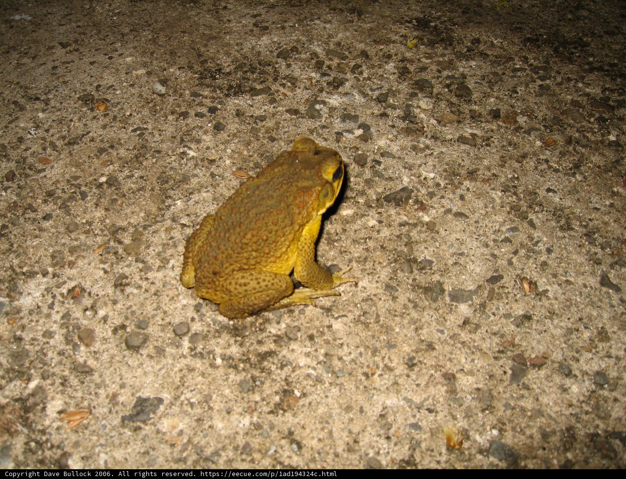 Yellow Frog's Concrete Perch