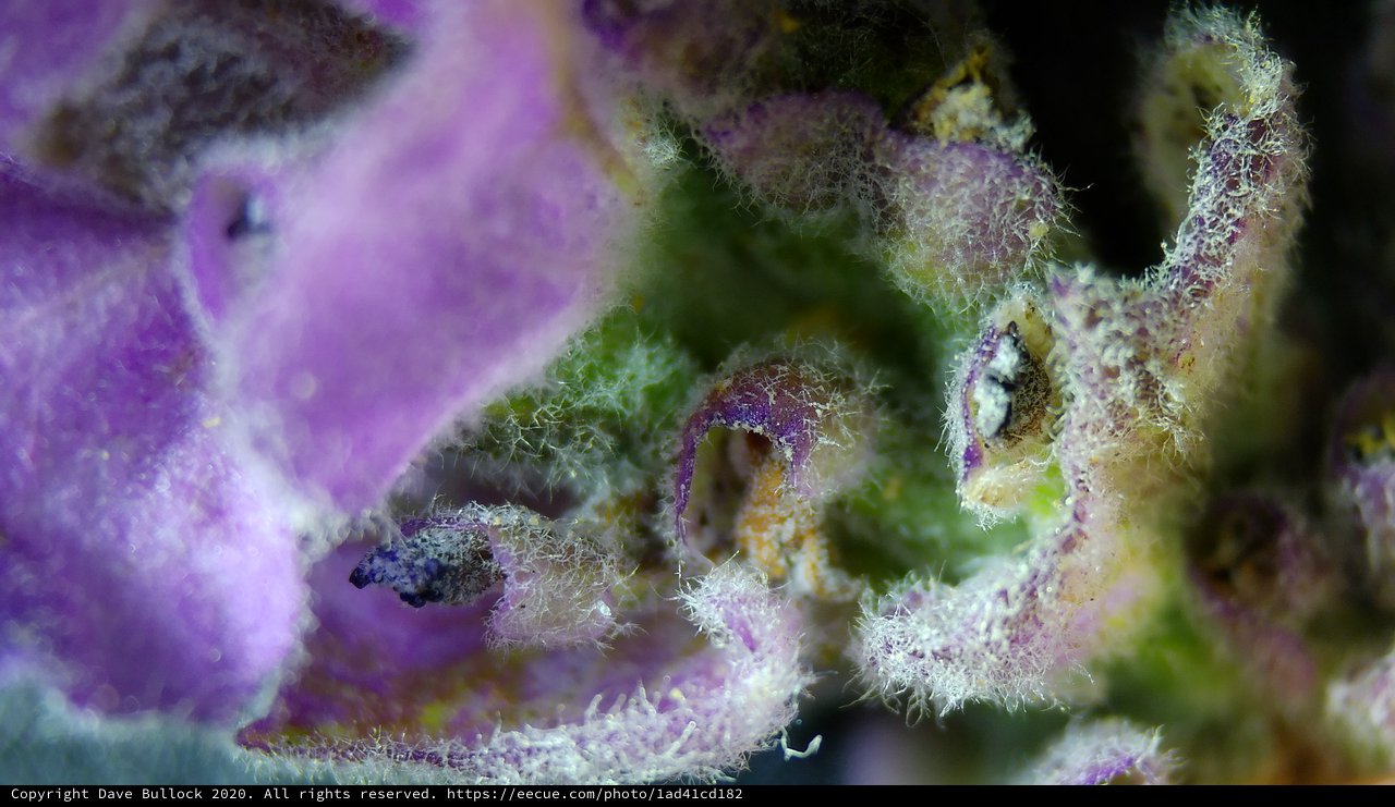 Extreme Macro: Purple Cannabis Flower Trichomes Up Close