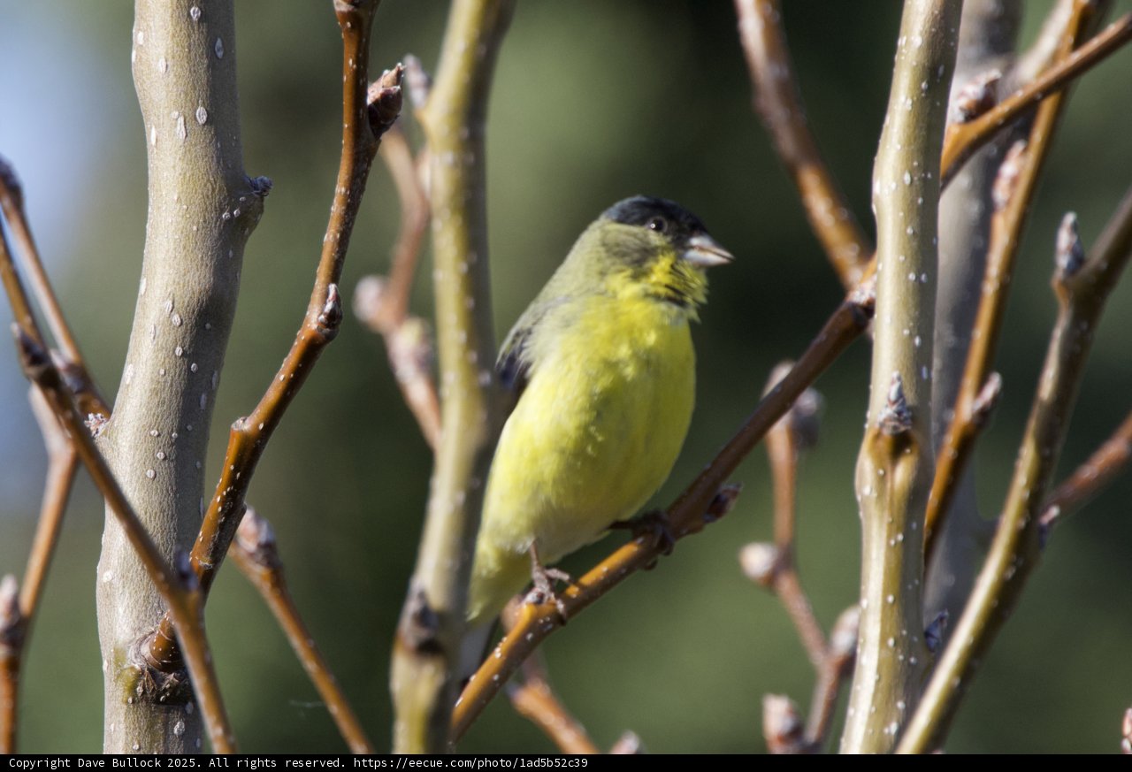 Vibrant Finch in Springtime