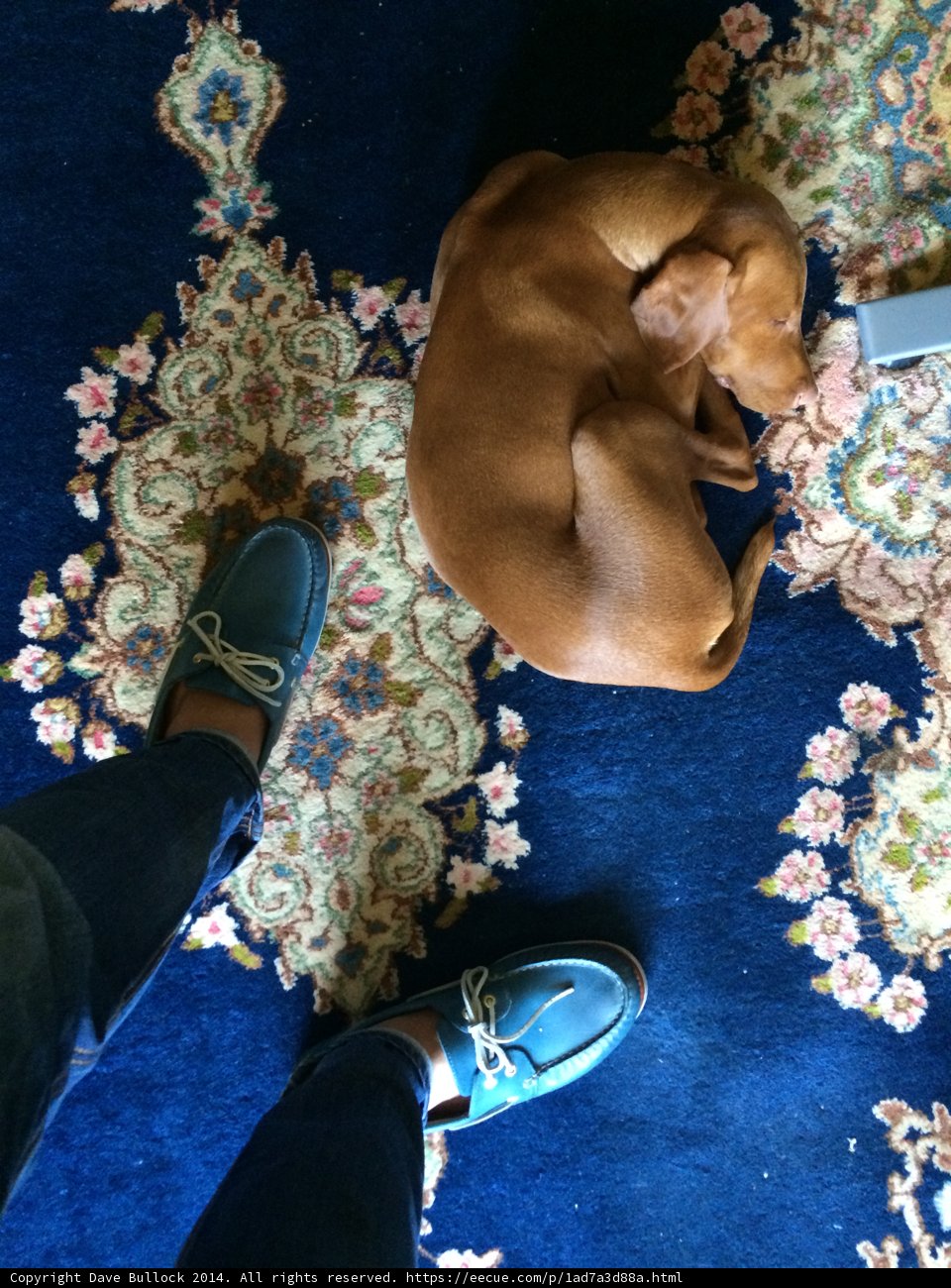 Furry Friend on a Blue Carpet