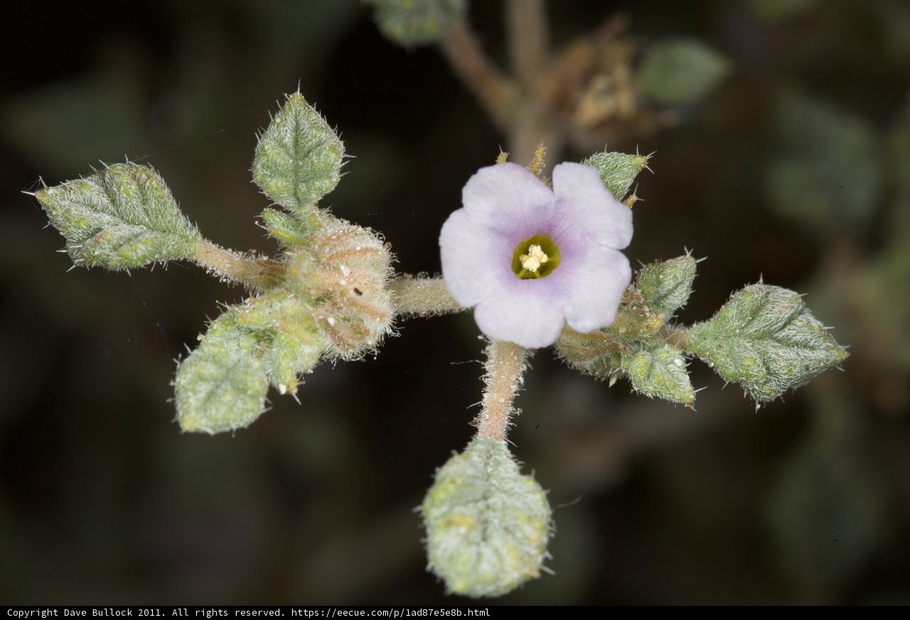 Yellow-Centered Geranium Blossom