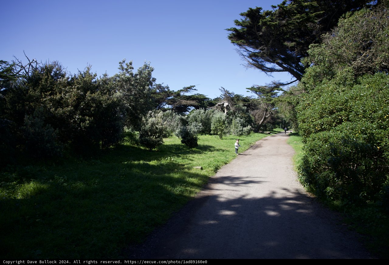 Tranquil Stroll in Golden Gate Park