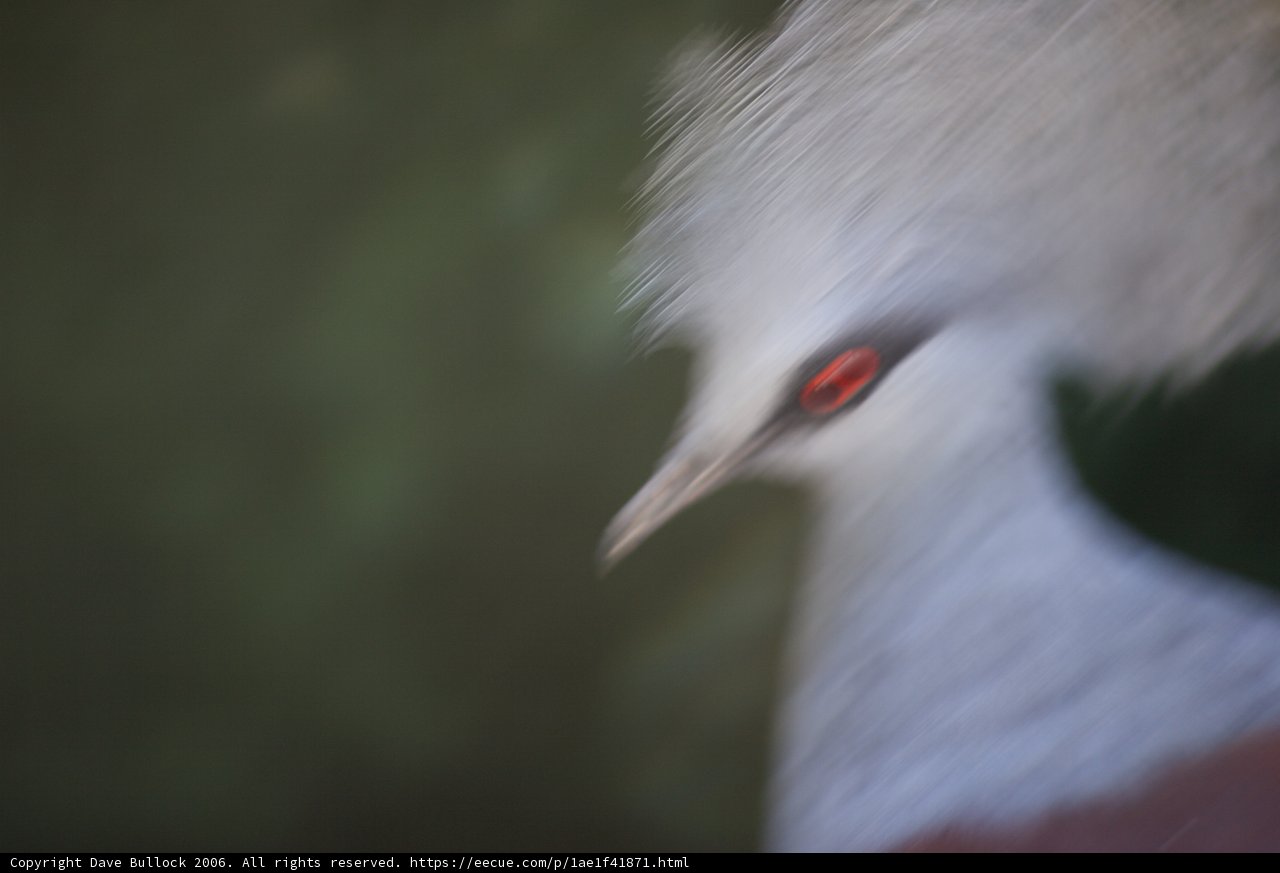 Red-Eyed Crane Bird