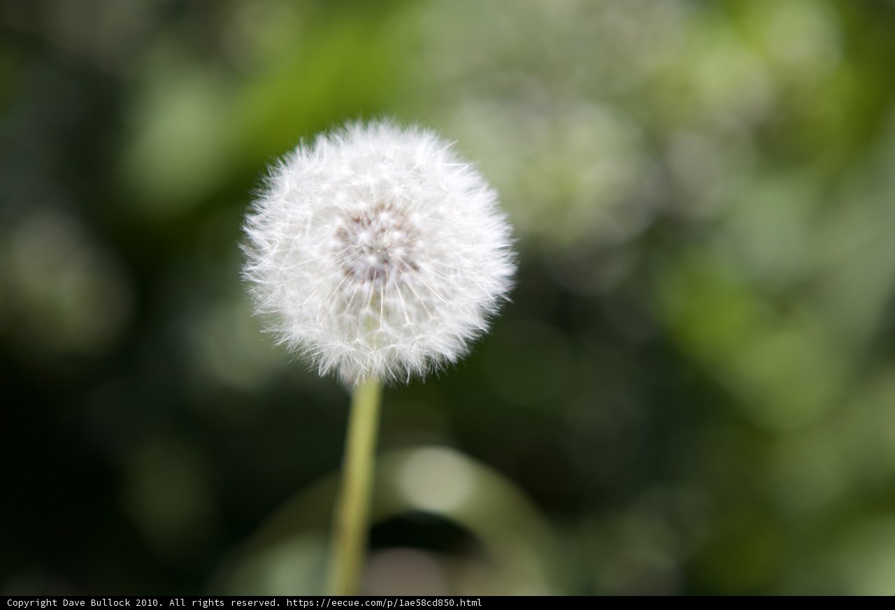 Dazzling Dandelion