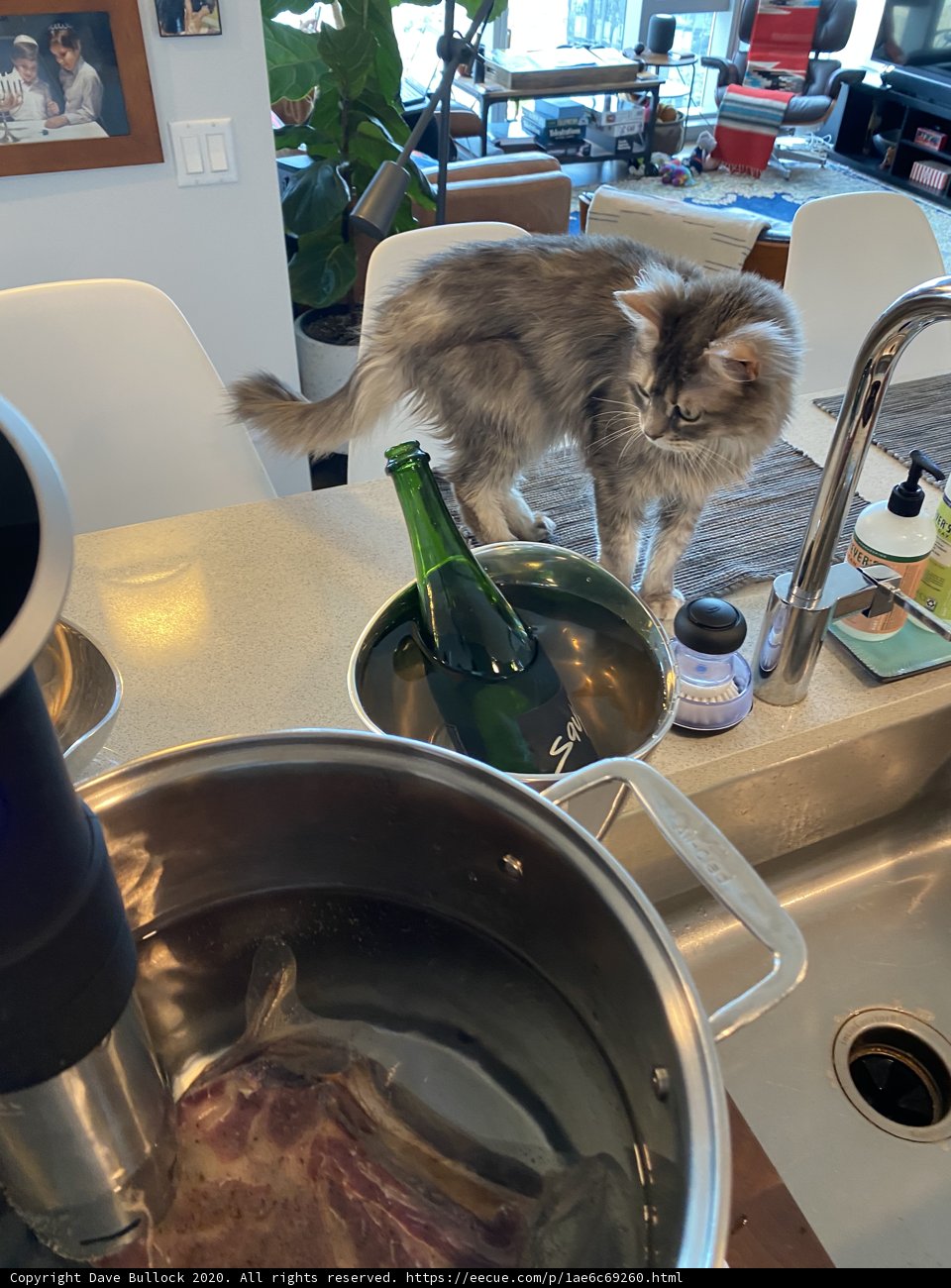 Curious Cat in the Kitchen