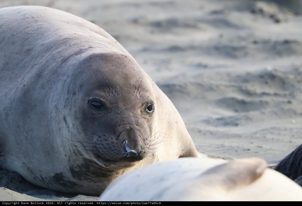 Northern Elephant Seal Pup Close-up at Drakes Beach