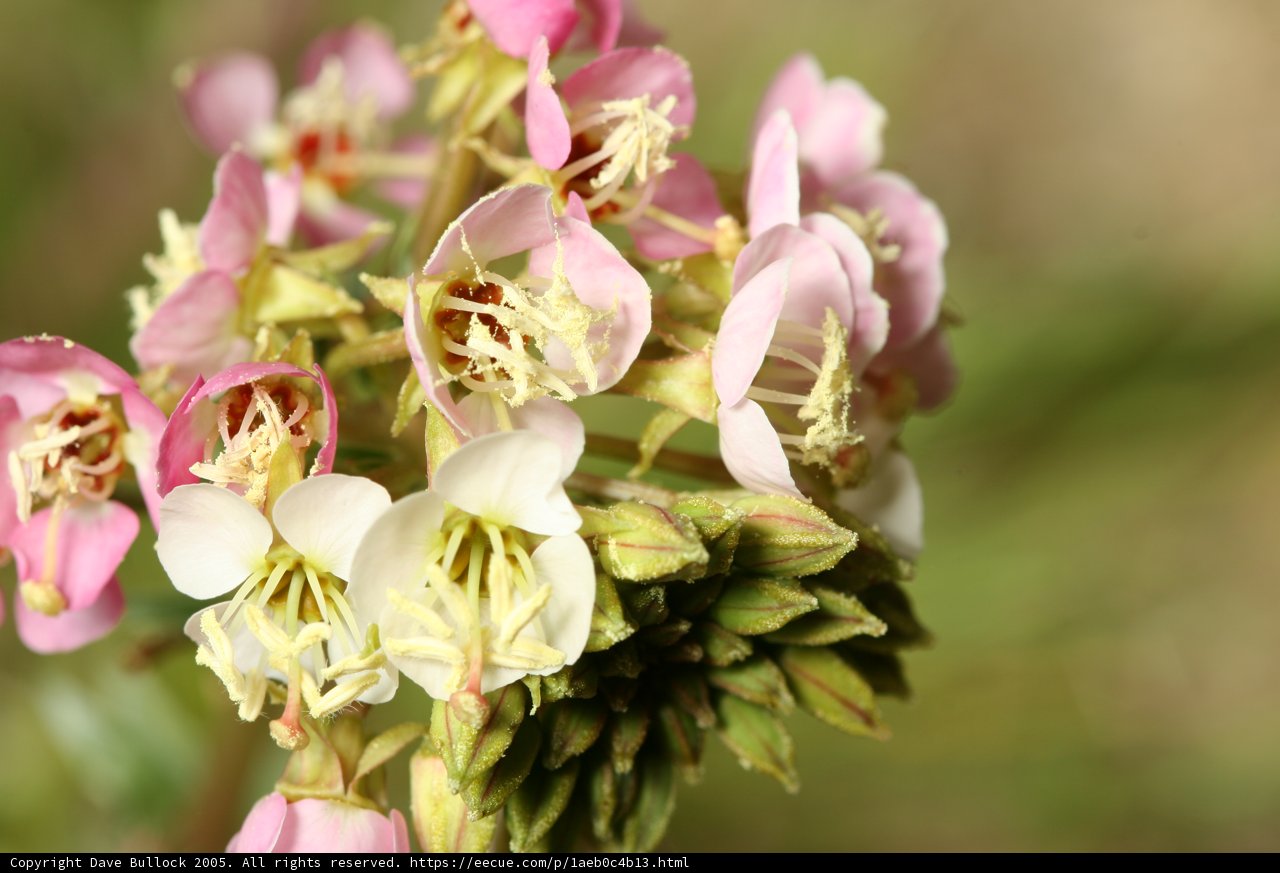 Blooming Beauty