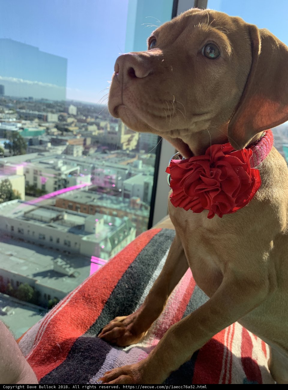 The Posh Pooch