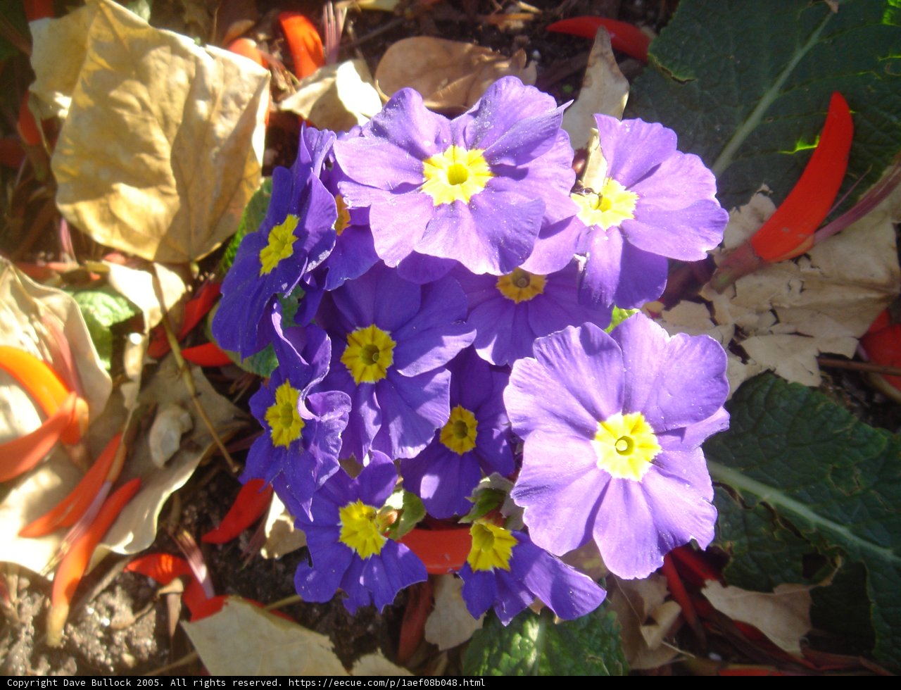 Graceful Cluster of Purple Geraniums
