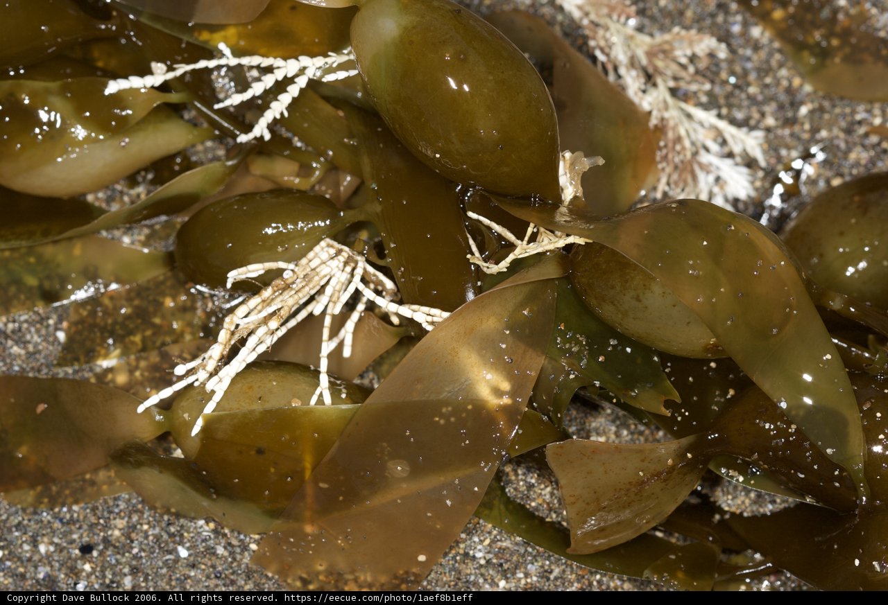 Seaweed Spread