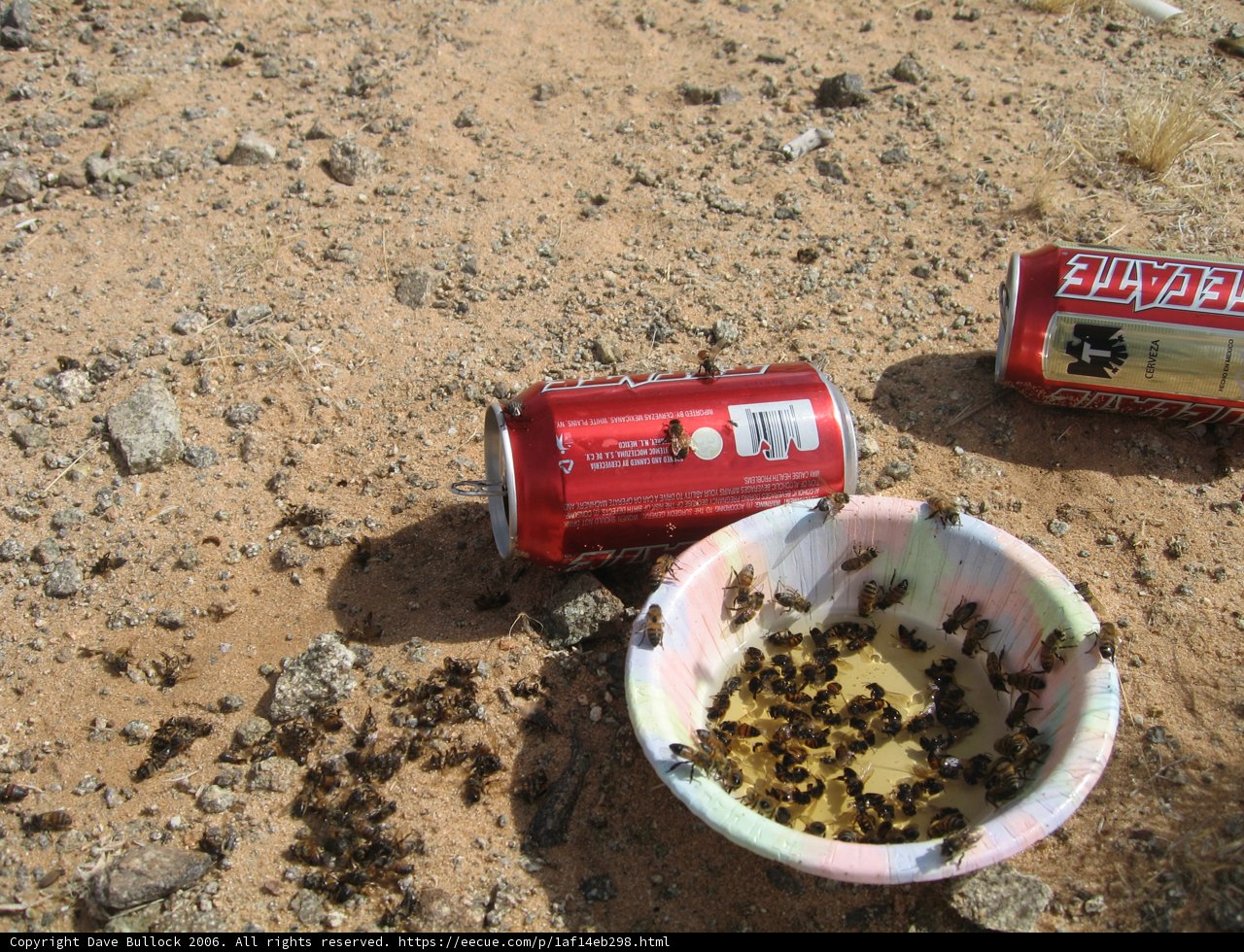 Ants on a Soda Can