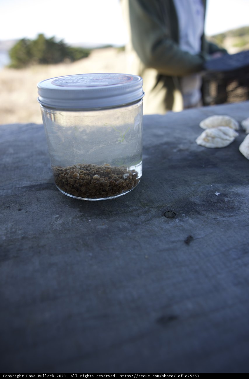 A Taste of the Sea: Hog Island Oyster Co's Jarred Delicacy, 2023