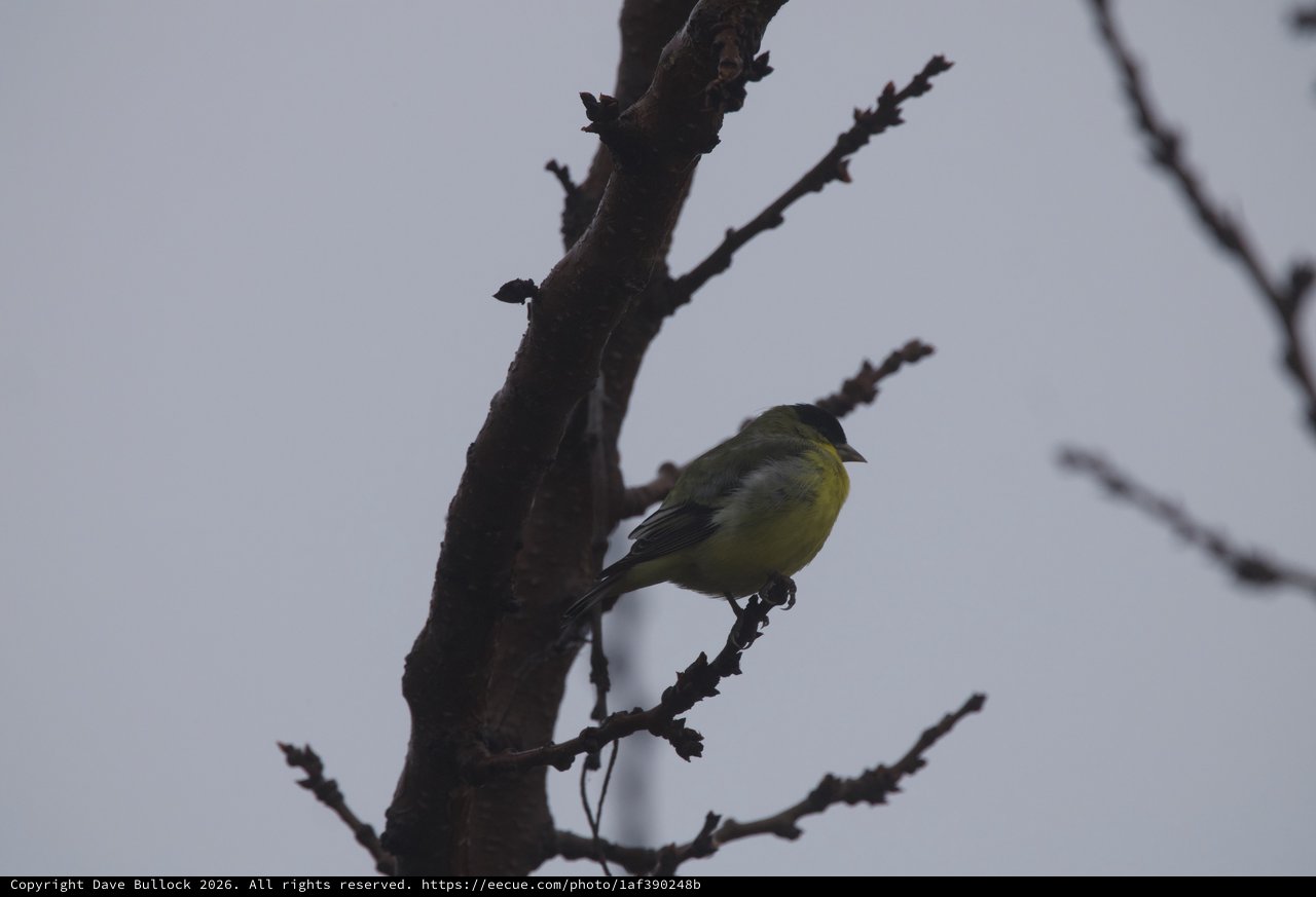 Yellow-Green Bird Perched on Bare Winter Branch