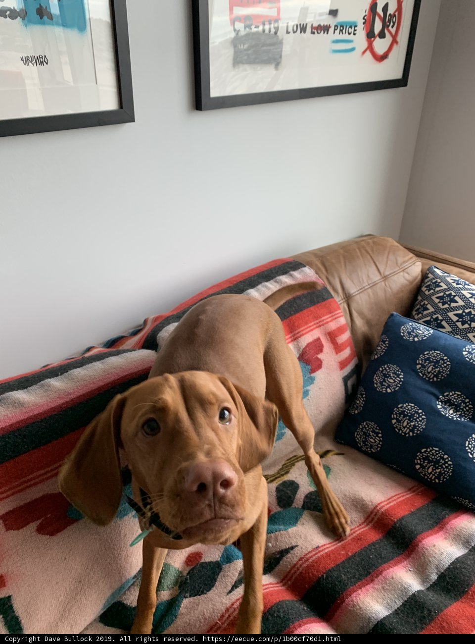 Cozy Canine Contemplates Frame