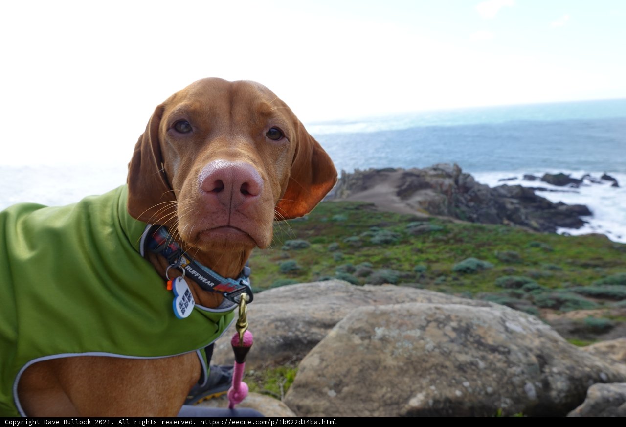 Green Jacket on a Canine Hound