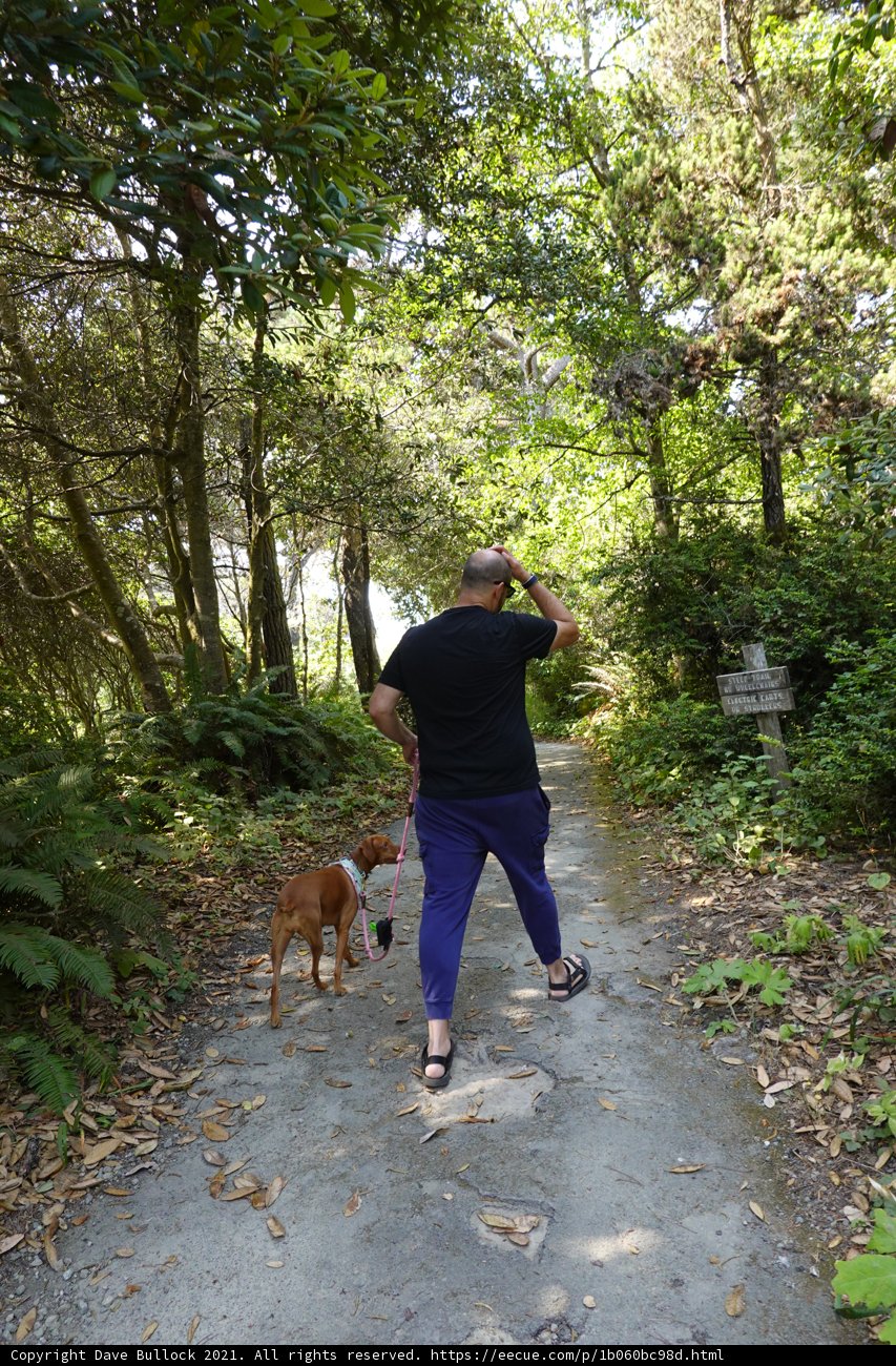 A Walk in the Woods