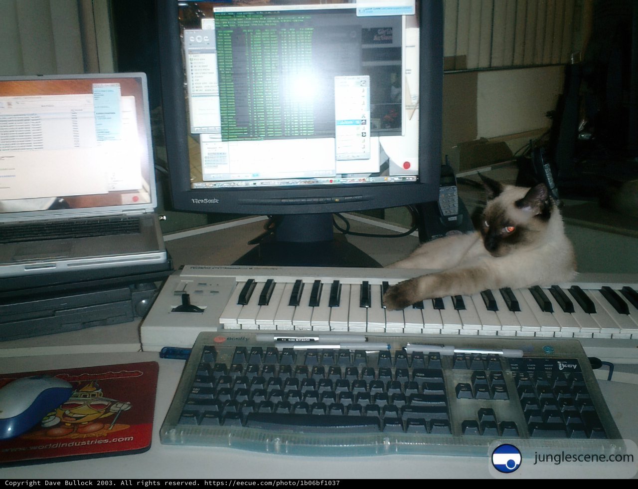 Cat Takes Over Keyboard