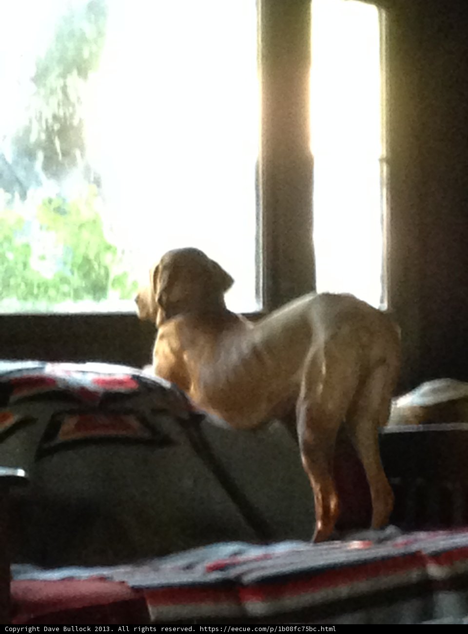 The Watchful Canine