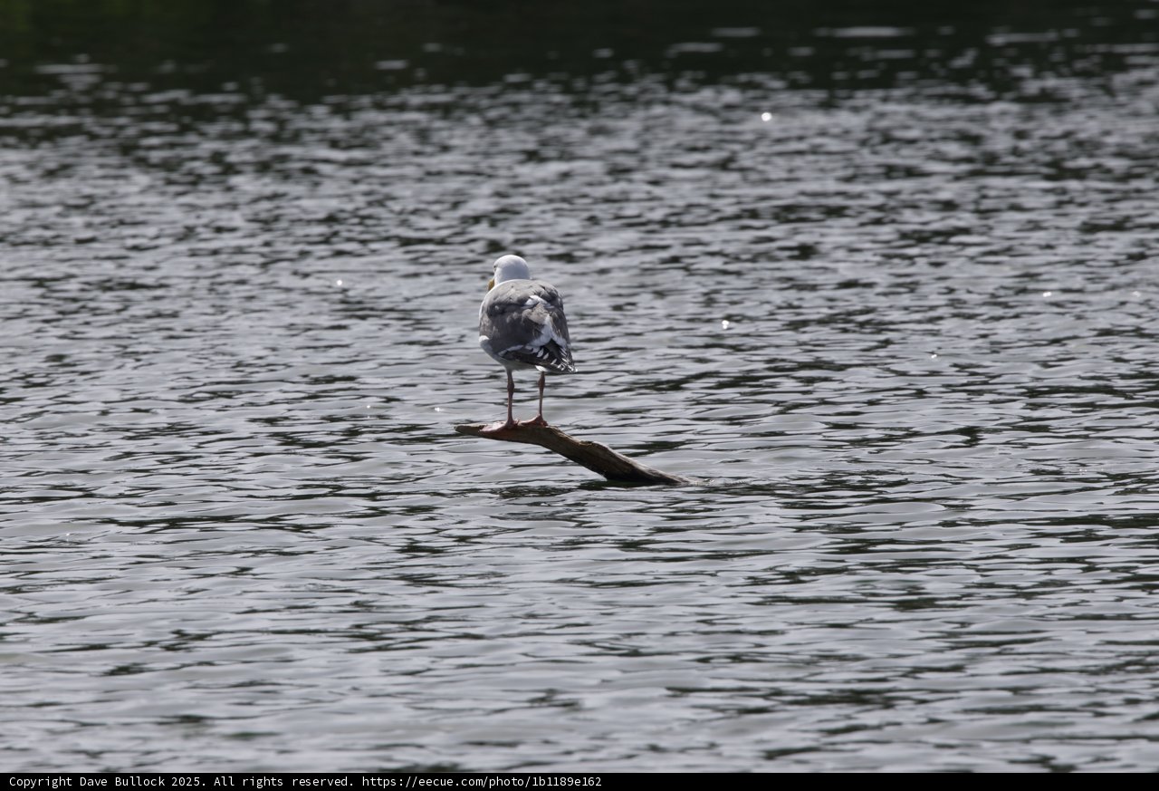 Solitary Perch